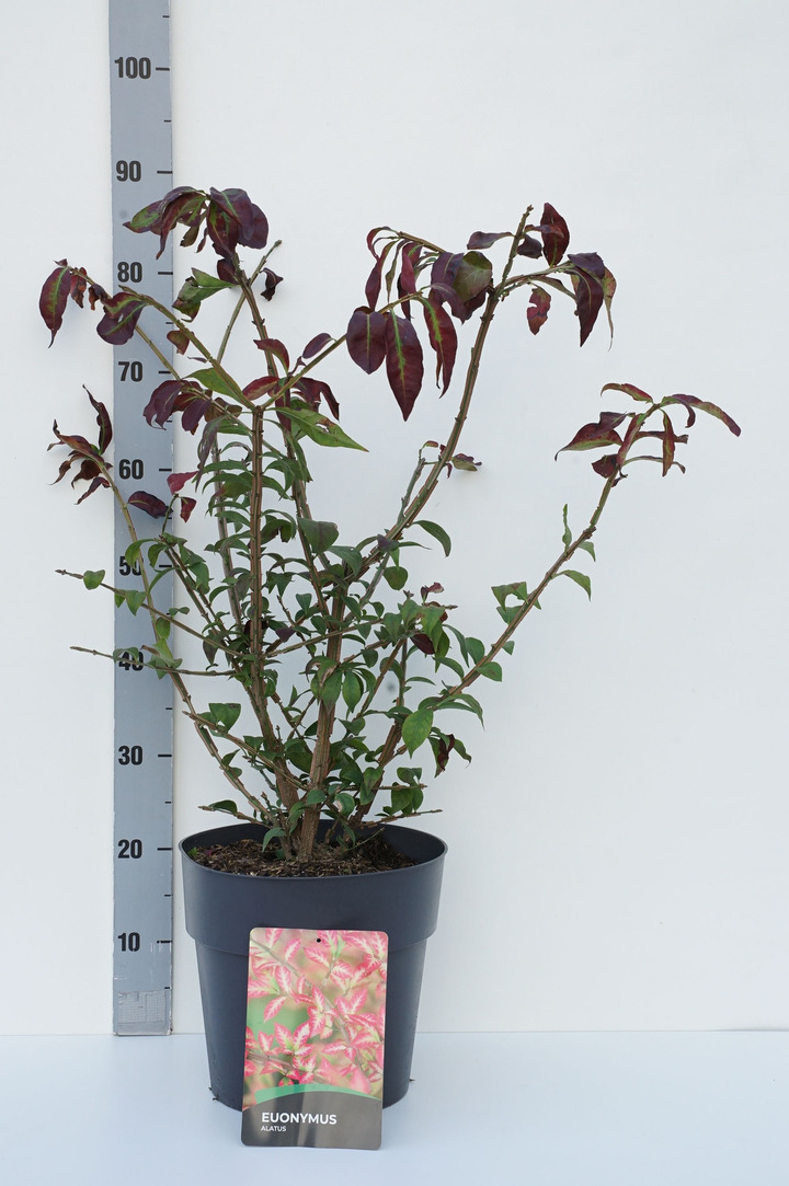 Ožekšnis sparnuotasis (Lot Euonymus alatus) C10 60-80 CM | OŽEKŠNIAI | KRŪMAI