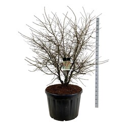 Ožekšnis sparnuotasis (Lot Euonymus alatus) C230 125-150 CM SOL