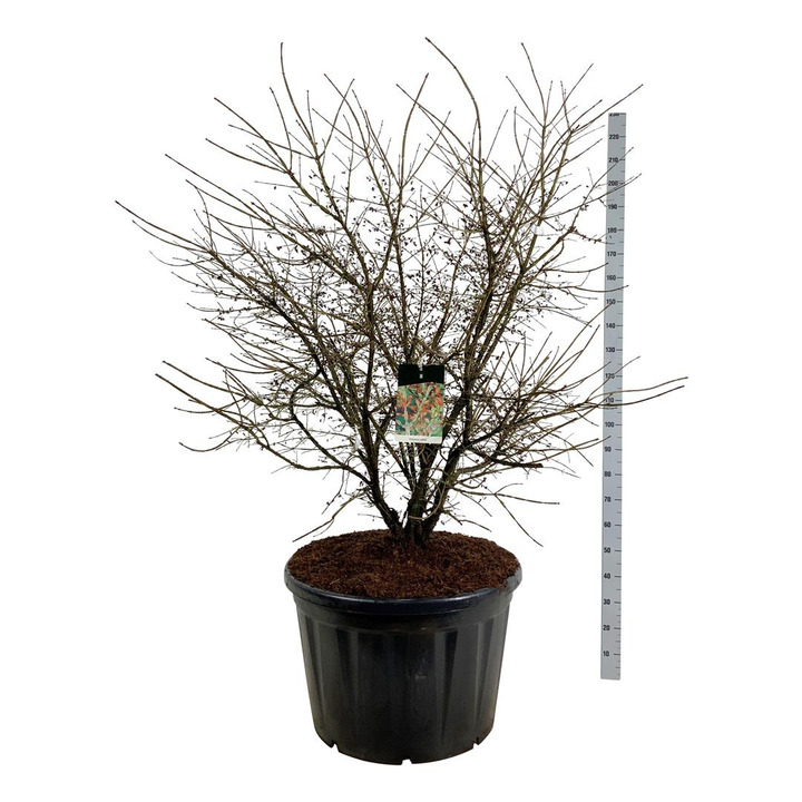 Ožekšnis sparnuotasis (Lot Euonymus alatus) C230 125-150 CM SOL