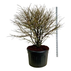 Ožekšnis sparnuotasis (Lot Euonymus alatus) C230 150-175 CM SOL