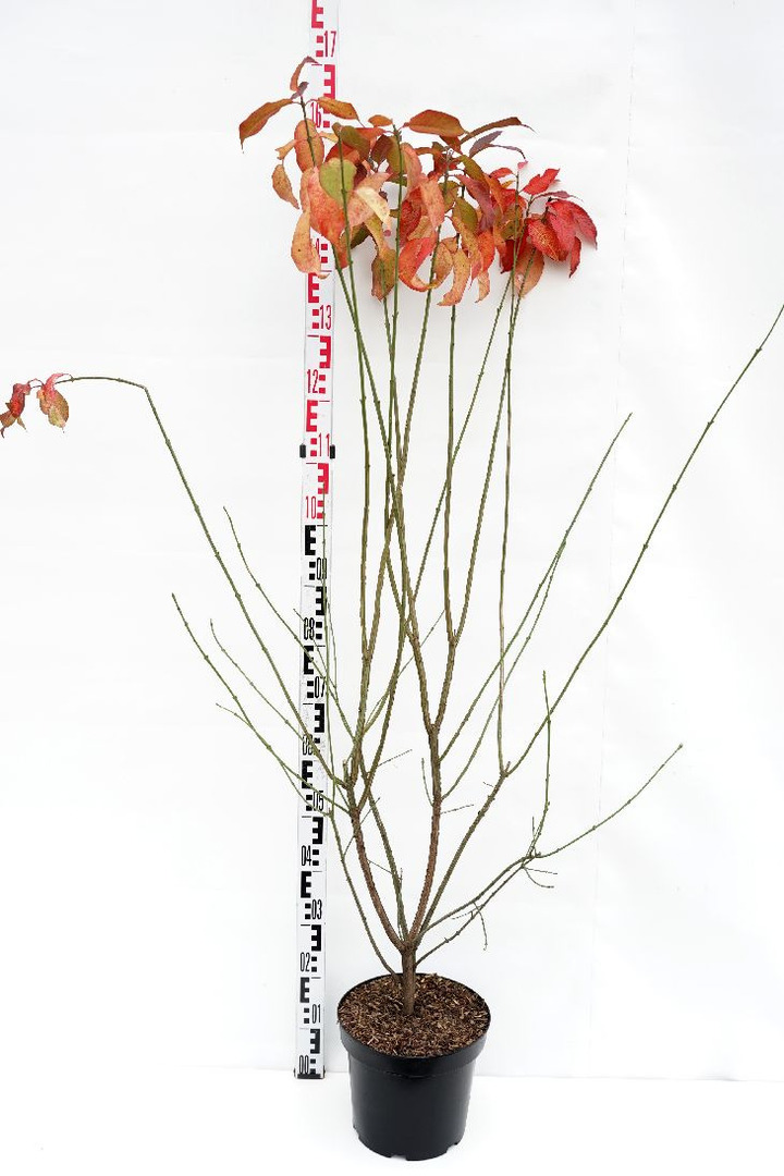 Ožekšnis europinis (Lot Euonymus europaeus)  C7,5/P26 100-125 CM
