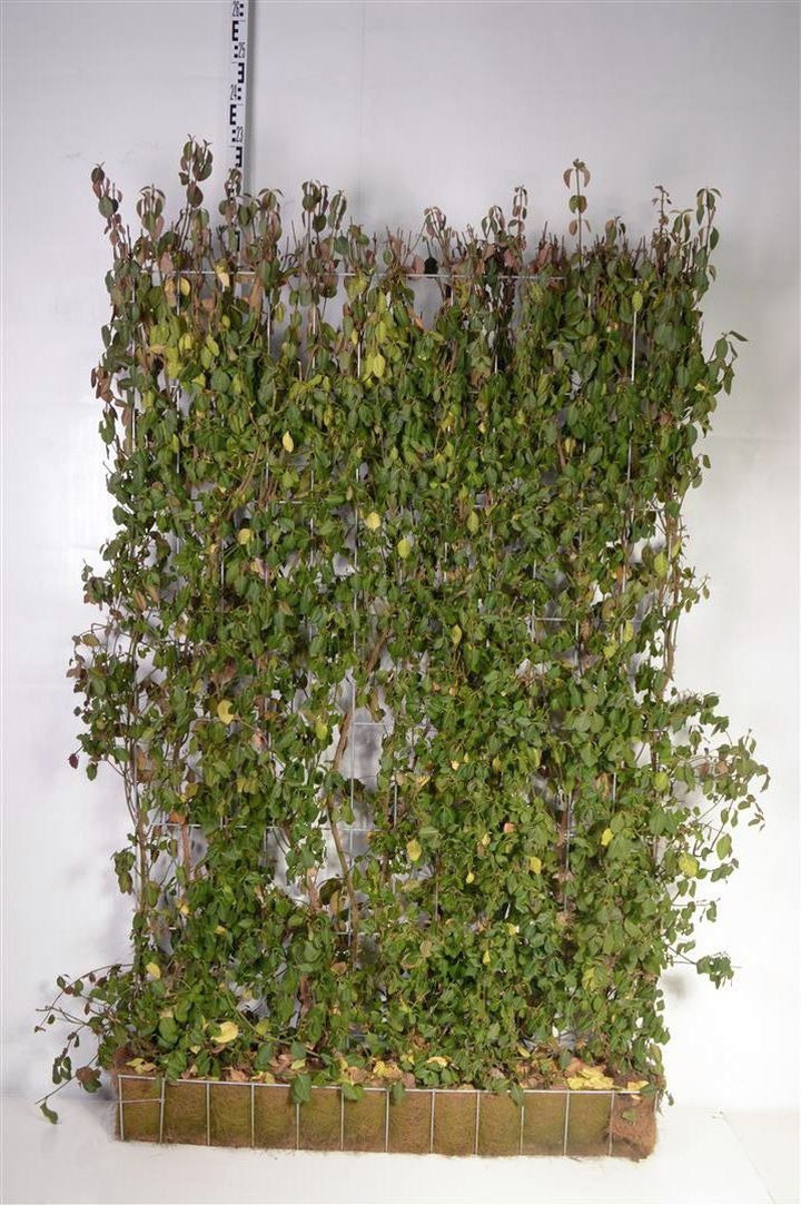 Ožekšnis fortūno (Lot Euonymus fort.) 'Dart's Blanket' READY HEDGE 120B 180H
