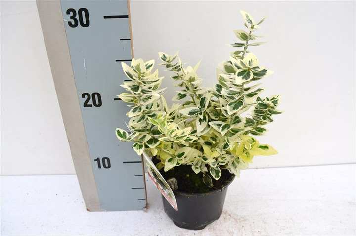 Ožekšnis Fortūno (Lot Euonymus fort.) 'Dan's Delight' C1/P13 15-20 CM | OŽEKŠNIAI | KRŪMAI