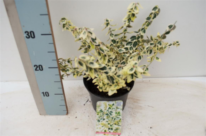 Ožekšnis Fortūno (Lot Euonymus fort.) 'Dan's Delight' C2/P17 20-25 CM | OŽEKŠNIAI | KRŪMAI
