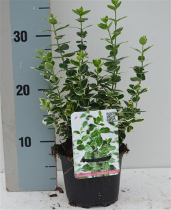 Ožekšnis Fortūno (Lot Euonymus fort.) 'Emerald Gaiety' C1/P13 15-20 CM | OŽEKŠNIAI | KRŪMAI