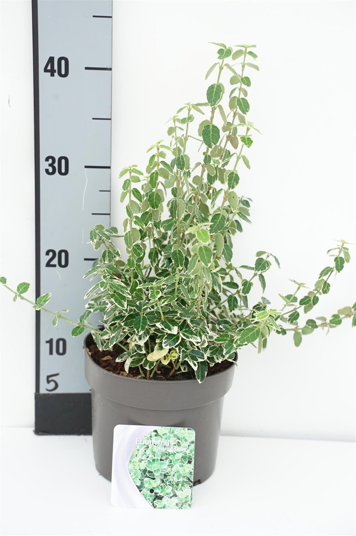 Ožekšnis Fortūno (Lot Euonymus fort.) 'Emerald Gaiety' C2/P17 20-25 CM | OŽEKŠNIAI | KRŪMAI