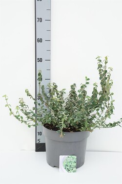 Ožekšnis fortūno (Lot Euonymus fort.) 'Emerald Gaiety' C7,5/P26 30-35 CM