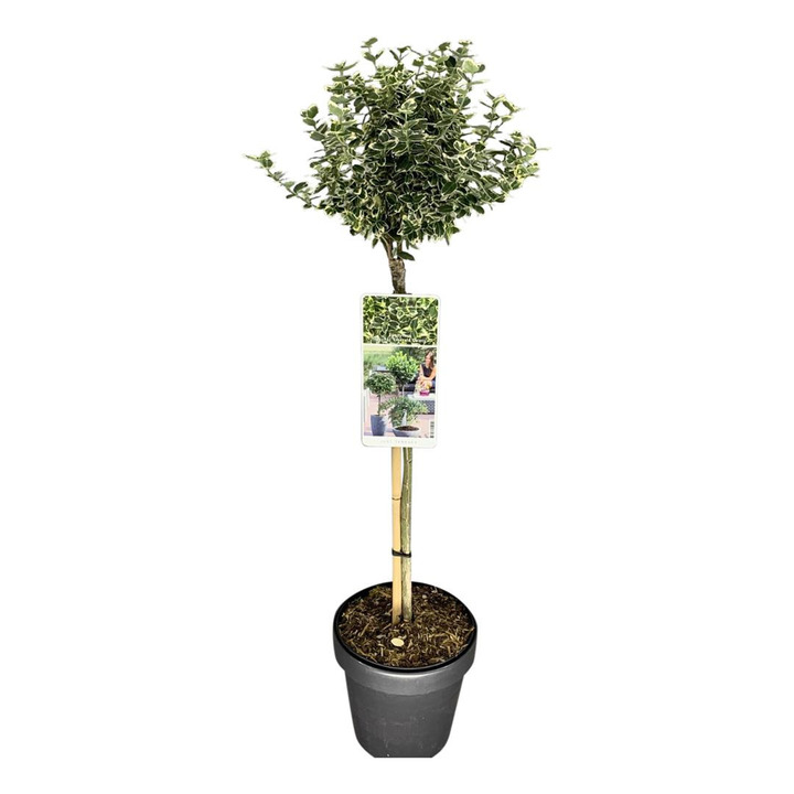 Ožekšnis Fortūno (Lot Euonymus fort.) 'Emerald Gaiety' C3/P19 KOTAS 50 CM | OŽEKŠNIAI | KRŪMAI