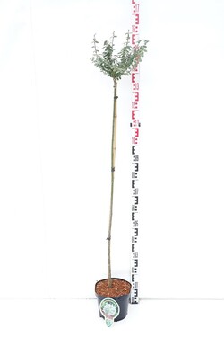 Ožekšnis fortūno (Lot Euonymus fort.) 'Emerald Gaiety' C5/P23 STIEBAS 120 CM