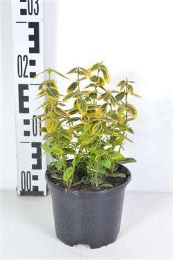 Ožekšnis fortūno (Lot Euonymus fort.) 'Emerald 'n 'Gold' C1/P13 15-20 CM - nuotrauka 2