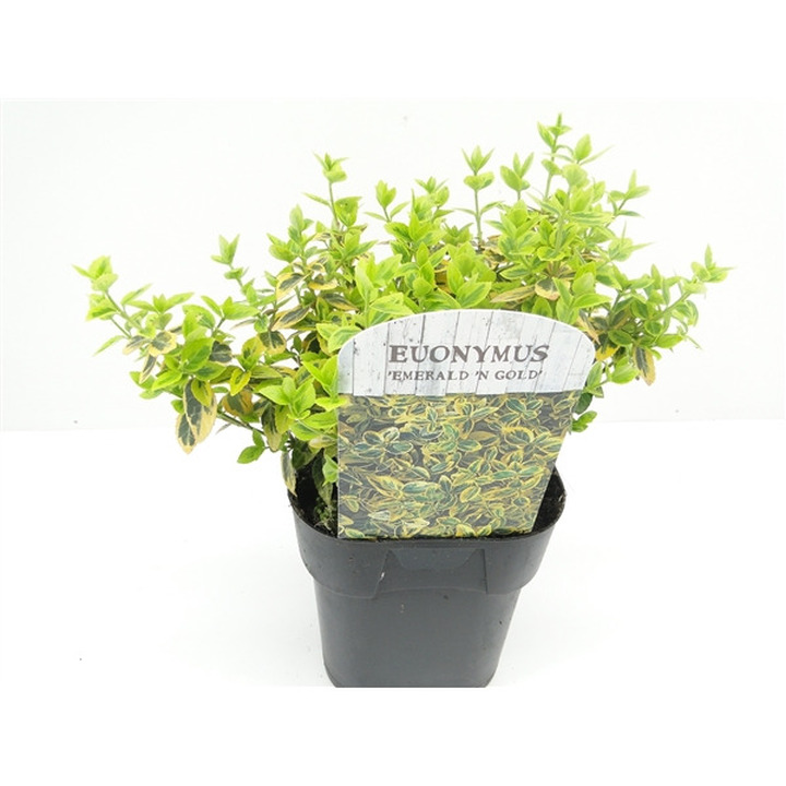 Ožekšnis fortūno (Lot Euonymus fort.) 'Emerald 'n 'Gold' C2/P17