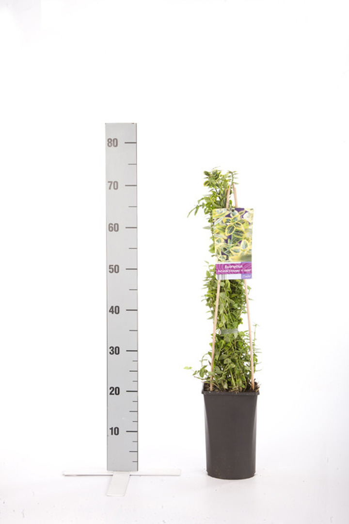 Ožekšnis fortūno (Lot Euonymus fort.) 'Emerald 'n 'Gold' C2,5 70 CM 4 ST(SP)
