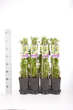 Ožekšnis fortūno (Lot Euonymus fort.) 'Emerald 'n 'Gold' C2,5 70 CM 4 ST(SP) - nuotrauka 2