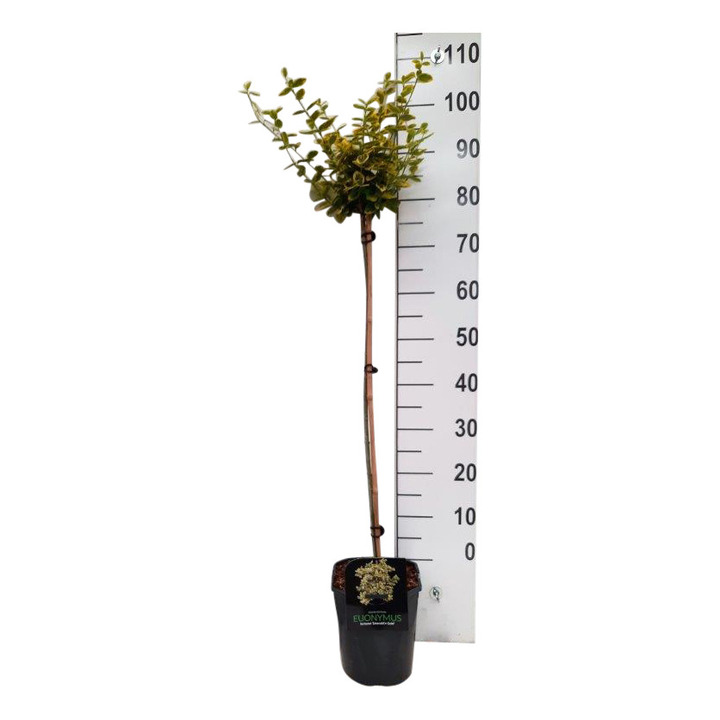 Ožekšnis Fortūno (Lot Euonymus fort.) 'Emerald 'n 'Gold' C4,5/P22 KOTAS 80 CM | OŽEKŠNIAI | KRŪMAI