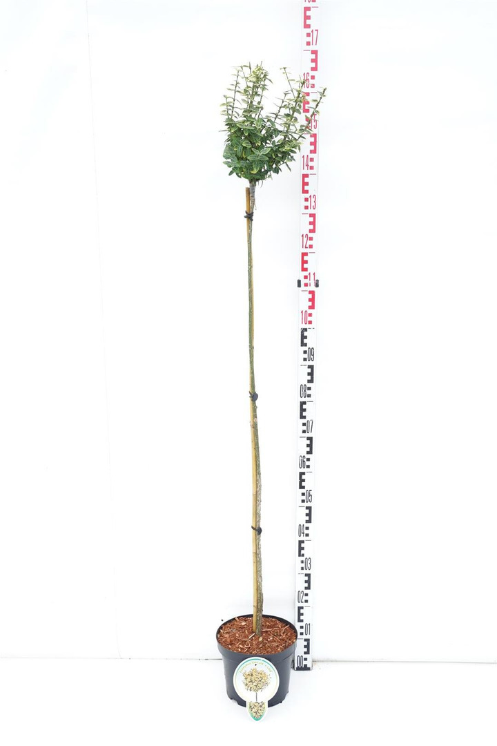 Ožekšnis fortūno (Lot Euonymus fort.) 'Emerald 'n 'Gold' C5/P23 STIEBAS 120 CM