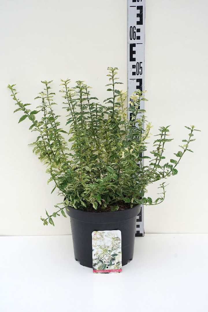 Ožekšnis Fortūno (Lot Euonymus fort.) 'Harlequin' C5/P23 25-30 CM | OŽEKŠNIAI | KRŪMAI