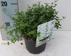 Ožekšnis Fortūno (Lot Euonymus fort.) 'Minimus' C1/P13 15-20 CM | OŽEKŠNIAI | KRŪMAI