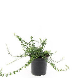 Ožekšnis fortūno (Lot Euonymus fort.) 'Minimus' C1,5/P15