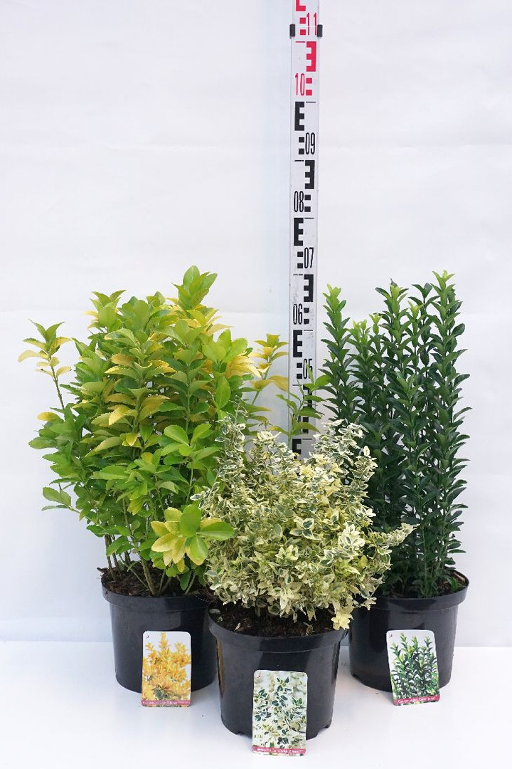 Ožekšnis Fortūno (Lot Euonymus fort.) 'Mix' C5/P23 25-30 CM | OŽEKŠNIAI | KRŪMAI