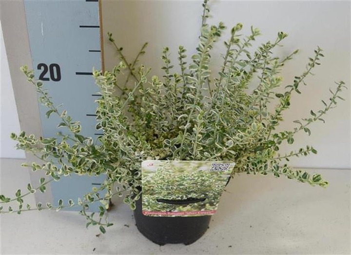 Ožekšnis fortūno  (Lot Euonymus fort.) 'Silver Carpet' C1/P13 15-20 CM