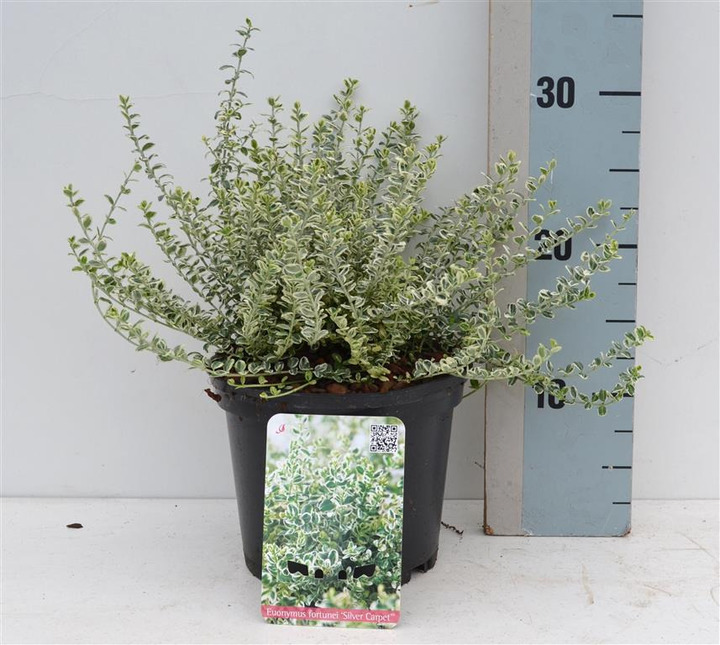 Ožekšnis fortūno  (Lot Euonymus fort.) 'Silver Carpet' C2/P17 20-25 CM