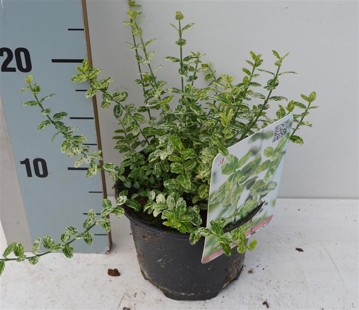 Ožekšnis Fortūno (Lot Euonymus fort.) 'Silverstone' C1/P13 15-20 CM | OŽEKŠNIAI | KRŪMAI