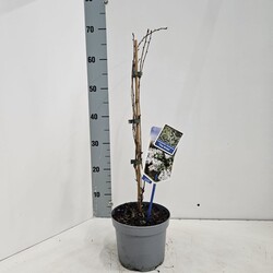 Egzochorda (Lot Exochorda macr.) 'The Bride' C2/P17 25-30 CM