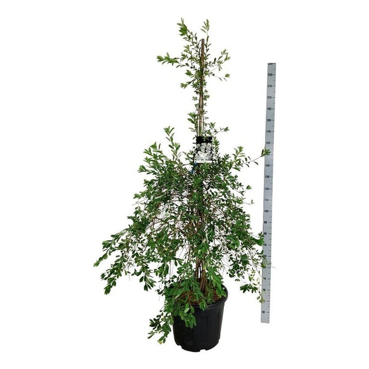 Egzochorda (Lot Exochorda macr.) 'The Bride' C55 175-200CM EXTRA