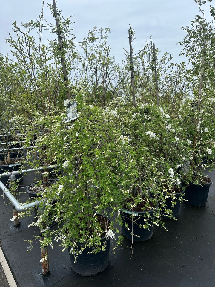 Egzochorda (Lot Exochorda macr.) 'The Bride' C55 175-200CM EXTRA