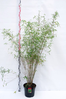 Bambukaitis angustissima (Lot Fargesia angustissima)  C10 125-150 CM