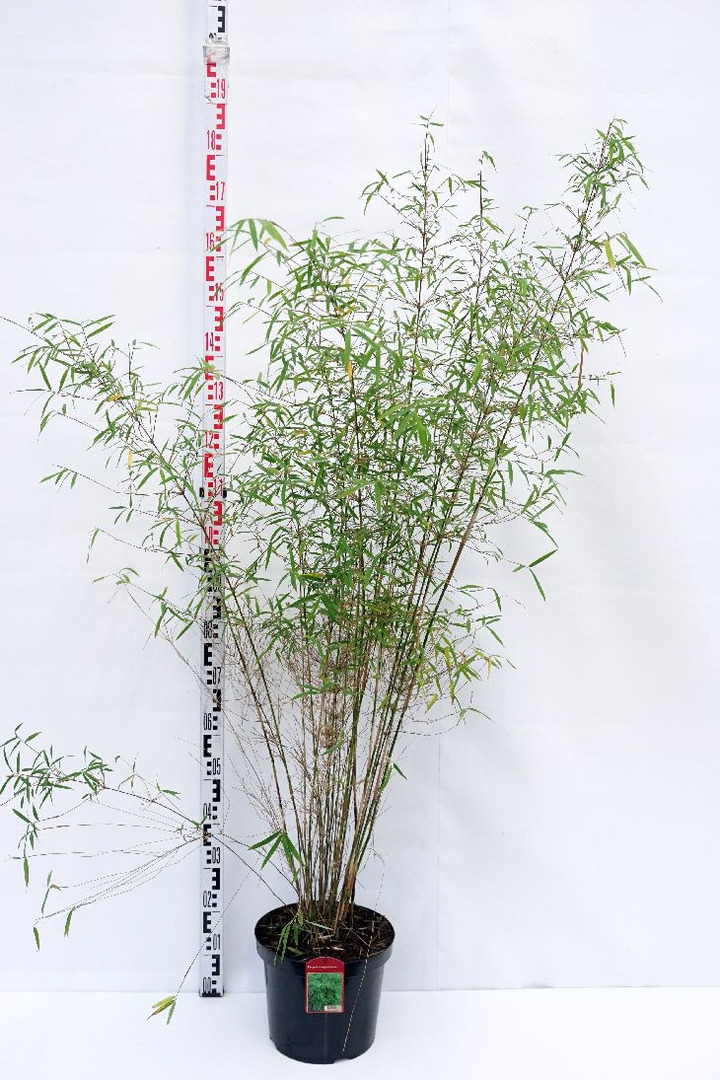 Bambukaitis angustissima (Lot Fargesia angustissima)  C10 125-150 CM