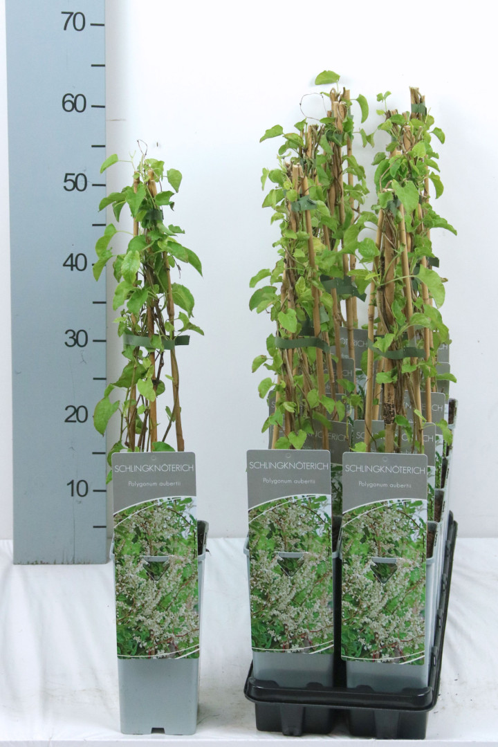 Pelėvirkštis kininis (Lot Fallopia aubertii) P17 40-60 CM 3 STICK | BAMBUKAI | SMILGOS - VARPINIAI AUGALAI
