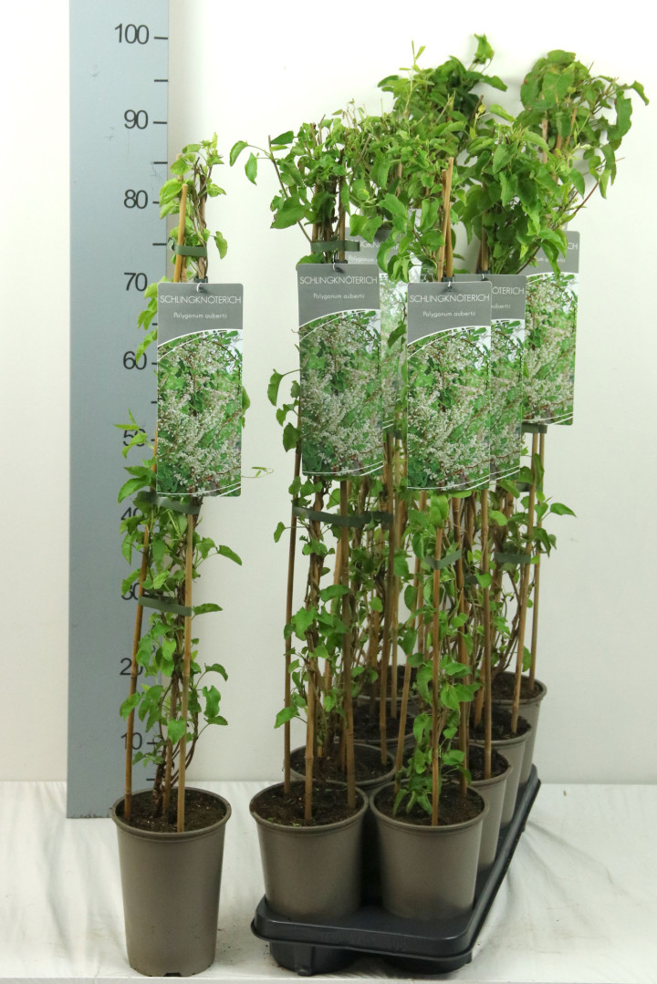 Pelėvirkštis kininis (Lot Fallopia aubertii) P17 60-100 3-STICK | BAMBUKAI | SMILGOS - VARPINIAI AUGALAI