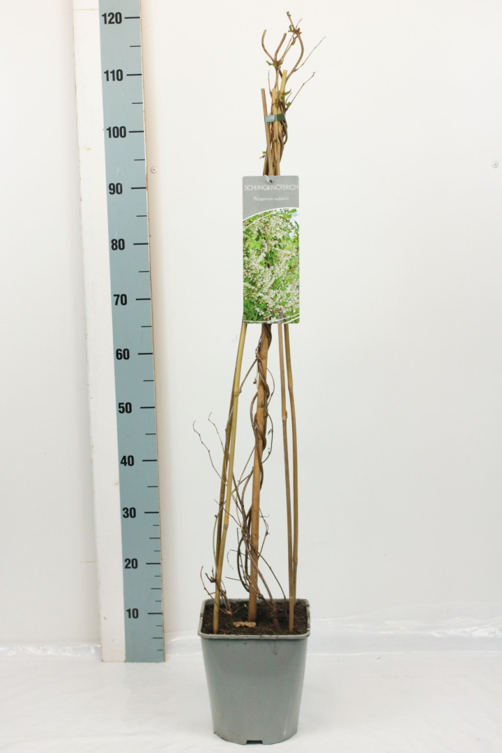 Pelėvirkštis kininis (Lot Fallopia aubertii) C5/P23 80-100 CM | BAMBUKAI | SMILGOS - VARPINIAI AUGALAI