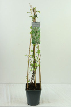 Pelėvirkštis kininis (Lot Fallopia aubertii) C5/P23 80-100 CM - nuotrauka 2