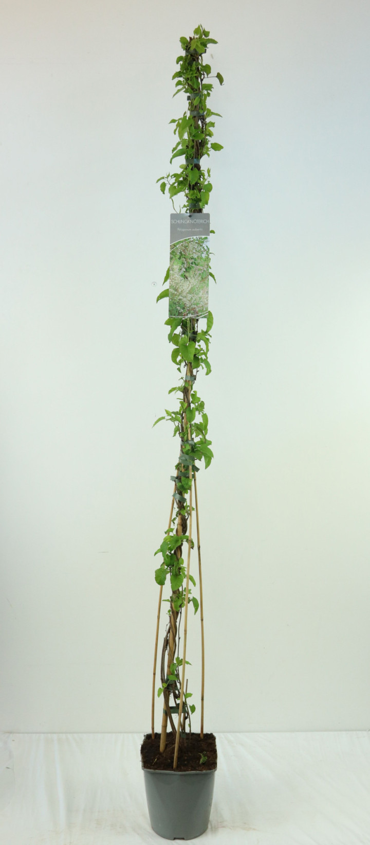 Pelėvirkštis kininis (Lot Fallopia aubertii) C5/P23 100-125 CM | BAMBUKAI | SMILGOS - VARPINIAI AUGALAI