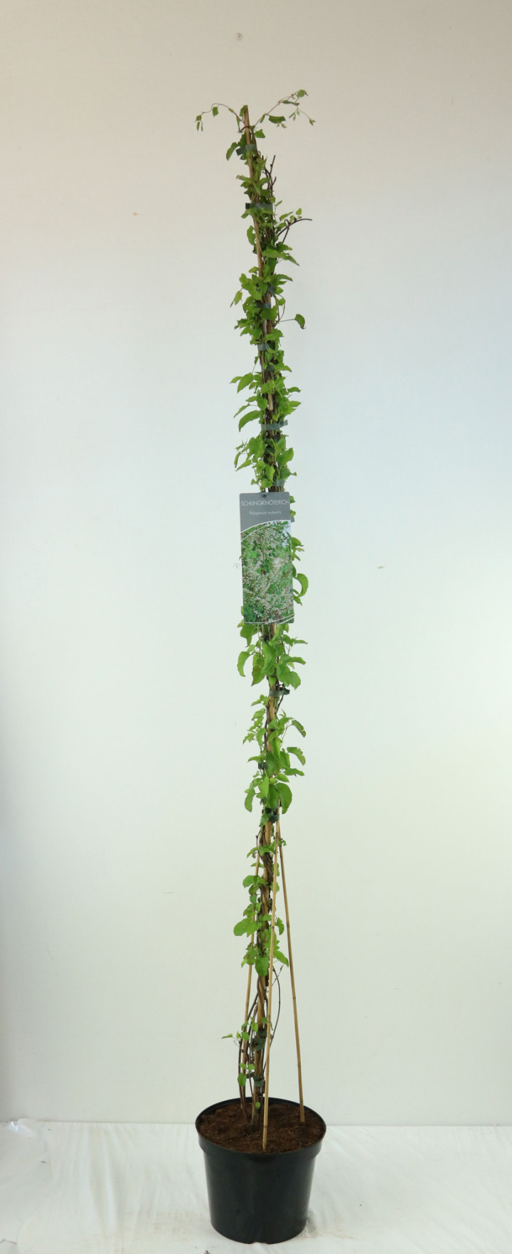 Pelėvirkštis kininis (Lot Fallopia aubertii) C7,5/P26 150-200 CM | BAMBUKAI | SMILGOS - VARPINIAI AUGALAI