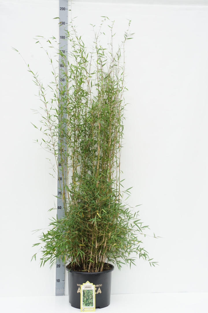Bambukaitis (Lot Fargesia) 'Honey Guide' C15 80-100 CM