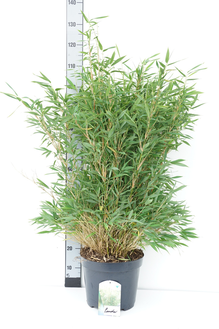 Skėtinis bambukaitis (Lot Fargesia murieliae) 'Panda' C10 80-100 CM | BAMBUKAI | SMILGOS - VARPINIAI AUGALAI