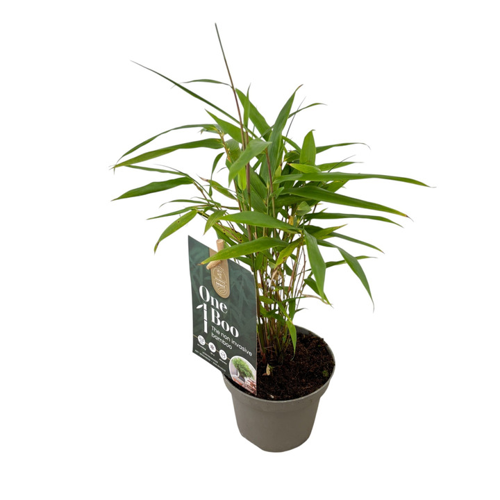 Bambukaitis skėtinis (Lot Fargesia mur.) 'Rufa' P10.5 10-15 CM