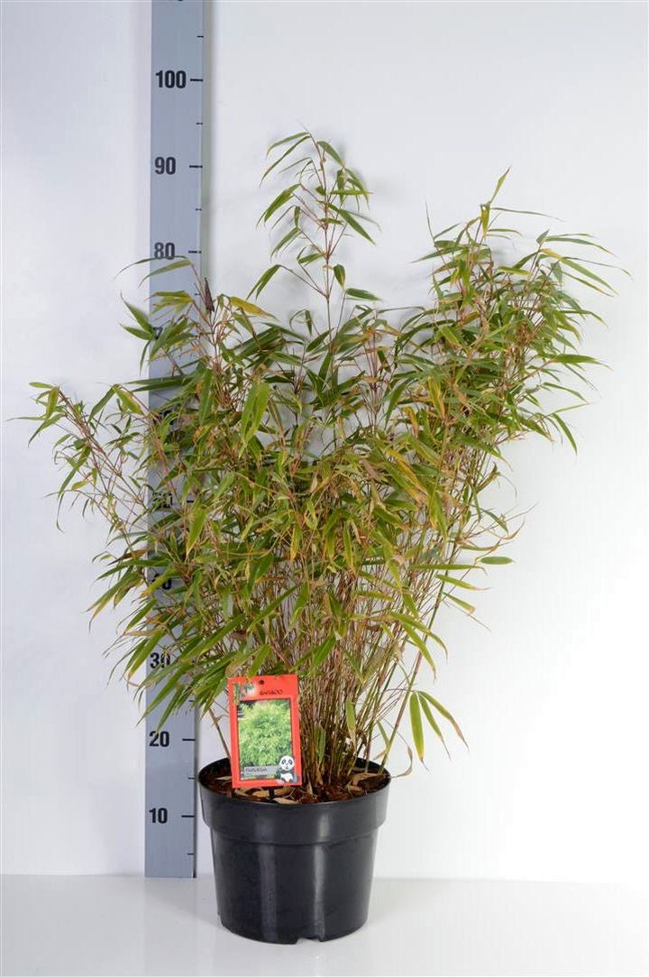 Skėtinis bambukaitis (Lot Fargesia mur.) 'Rufa' C5/P23 60-80 CM | BAMBUKAI | SMILGOS - VARPINIAI AUGALAI
