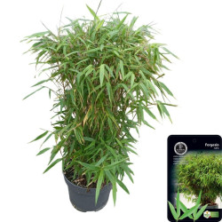 Skėtinis bambukaitis (Lot Fargesia mur.) 'Rufa' C10 80-100 CM | BAMBUKAI | SMILGOS - VARPINIAI AUGALAI