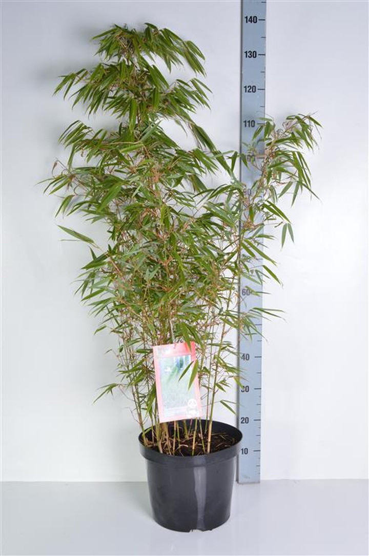 Skėtinis bambukaitis (Lot Fargesia mur.) 'Rufa' C10 100-125 CM | BAMBUKAI | SMILGOS - VARPINIAI AUGALAI