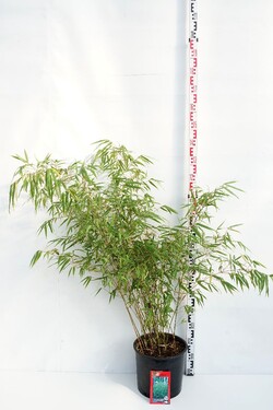 Skėtinis bambukaitis (Lot Fargesia mur.) 'Rufa' C15 100-125 CM | BAMBUKAI | SMILGOS - VARPINIAI AUGALAI
