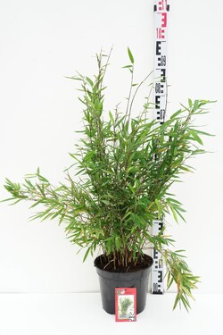Blizgusis bambukaitis (Lot Fargesia nit.) 'Black Pearl' C5/P23 50-70 CM | BAMBUKAI | SMILGOS - VARPINIAI AUGALAI