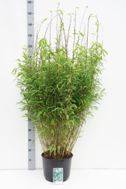 Bambukaitis blizgusis  (Lot Fargesia nit.) 'Black Pearl' C10 80-100 CM
