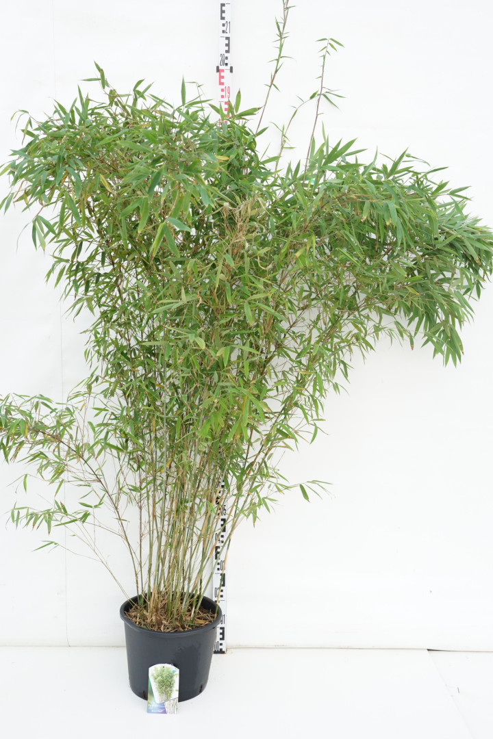 Blizgusis bambukaitis (Lot Fargesia nit.) 'Black Pearl' C15 125-150 CM | BAMBUKAI | SMILGOS - VARPINIAI AUGALAI