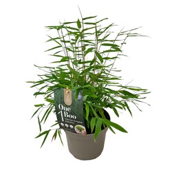 Bambukaitis blizgusis (Lot Fargesia nit.) 'Gansu' C2/P17 10-15 CM
