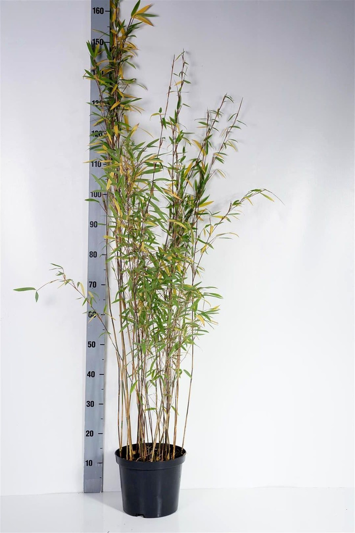 Bambukaitis blizgusis  (Lot Fargesia nit.) 'Volcano' C5/P23 80-100 CM