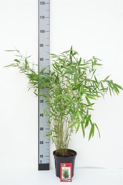 Bambukaitis blizgusis  (Lot Fargesia nitida) 'Winterjoy' C2,5/P18 40-50 CM